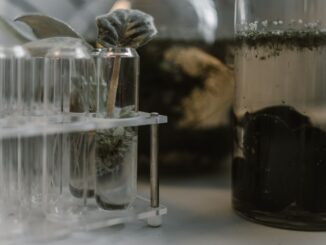 ancient ghost hominins in africa shaped modern immune genes
